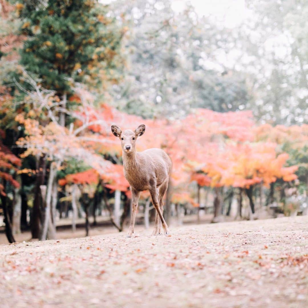のインスタグラム：「﻿ ﻿ この１年で、前よりも﻿ もっと奈良が好きになったなぁ﻿ ﻿ ﻿ 🍂﻿ ﻿ #わたしは奈良派﻿ ﻿ ﻿」