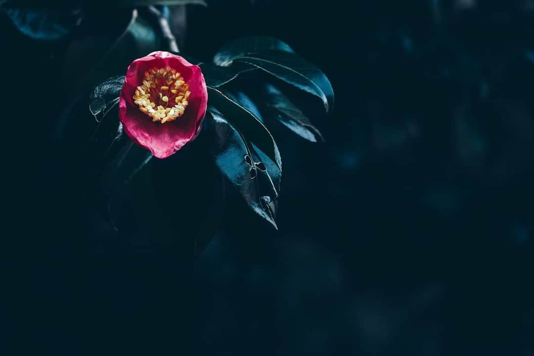 花の写真館のインスタグラム：「Photo by 今村 昌二.⠀ .⠀ Original Post[投稿頂いたURL]⠀ https://www.facebook.com/photo.php?fbid=3182089508529259⠀ .⠀ 本アカウントは、 #私の花の写真 をつけてInstagramに投稿された皆さまの花の写真や、「花の写真館」Facebookページで投稿された花の写真を紹介します。⠀ 「花の写真館」Facebookページは、「 @floral.photograph 」のプロフィールにあるURLからご覧ください。⠀ .⠀ #花の写真館 #floralphotograph #floralphoto #flower #flowers⠀ Follow: @floral.photograph」