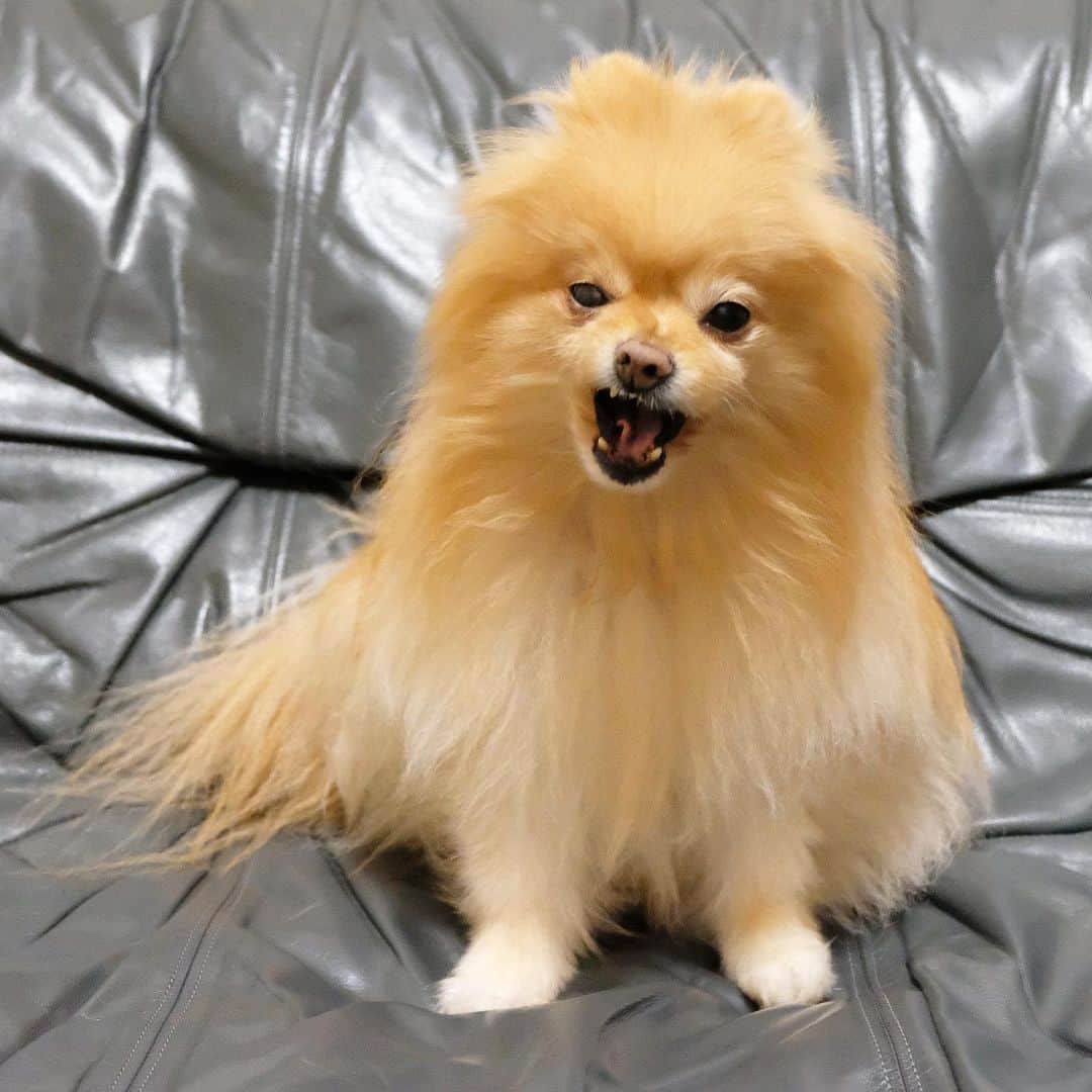 Hanaさんのインスタグラム写真 - (HanaInstagram)「ブログ更新しました♪ プロフィールから飛べます🚀 http://kedamakyoudai.blog.jp/ * 我が家の小悪魔ちゃん * と言うより デビルちゃん👿 * * #Pomeranian#pom#pompom#pomstagram#pets#dogs#doglover#dogsofinstagram#dogstagram#Japan#Kawaii#fluffydog#ポメラニアン#犬#いぬら部#pecoいぬ部#포메라니안#もふもふ#ふわもこ部#cute#cutedog#funny#funnydog#いぬのきもち#犬と猫#ライブドアインスタブロガー」12月2日 20時09分 - mofu2family