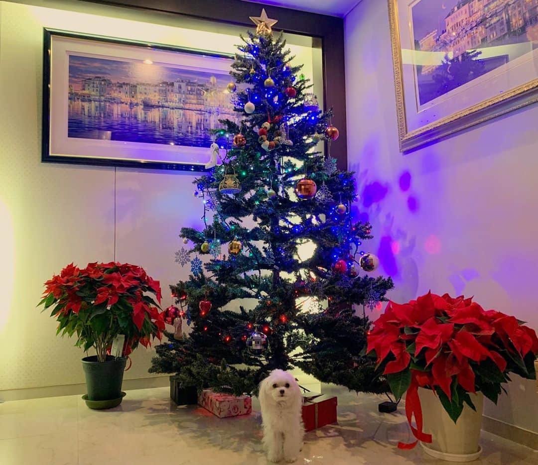 MILANOのインスタグラム：「コナタソとクリスマスの相性の良さは異常🎅⛄️✨ #コナタソ #KONA #マルチーズ #いぬ #犬 #ペット #いぬバカ部 #かわいい #dog  #instagood #maltese #ふわもこ部 #愛犬 #わんこ #ペット #いぬ #いぬすたぐらむ #ワンコ #犬のいる暮らし #小型犬#クリスマス　#xmas #クリスマスツリー　#xmastree #dogs_of_instagram #pet #pets #dogstagram #lovedogs #doglover #instadog」