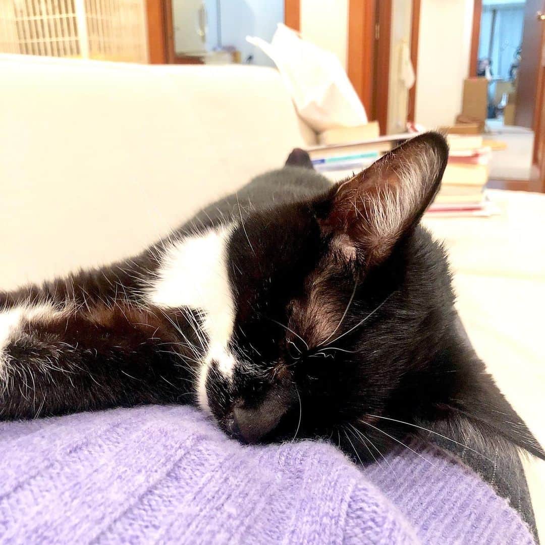 佐伯紅緒さんのインスタグラム写真 - (佐伯紅緒Instagram)「今夜の猫さん。 水飴のように脱力して熟睡してます。  #cat #猫 #ねこ #ネコ #ねこすたぐらむ  #株式会社ファイブキャッツ #猫好きさんと繋がりたい #靴下猫部」12月2日 20時35分 - beniosaeki