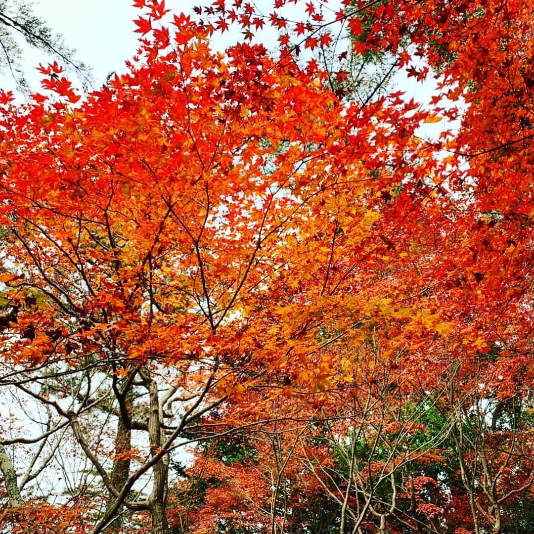 夢花らんさんのインスタグラム写真 - (夢花らんInstagram)「宮島⛩ 鳥居は工事中でしたが、、 紅葉はとっても綺麗でした✨ 自然の色が1番綺麗^_^ 私は落ち葉がすごく好きなんです♡ 頑張ったんだなぁ！って🥰」12月2日 20時52分 - yumehana.ran