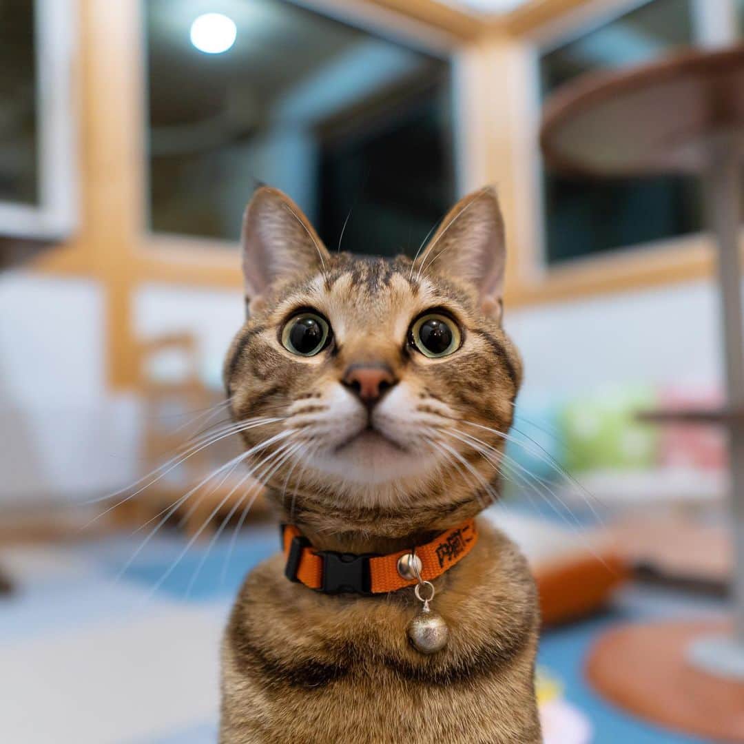 マアルのインスタグラム：「ふくさん #🐈 #北海道 #旭川市 #ペットホテル」