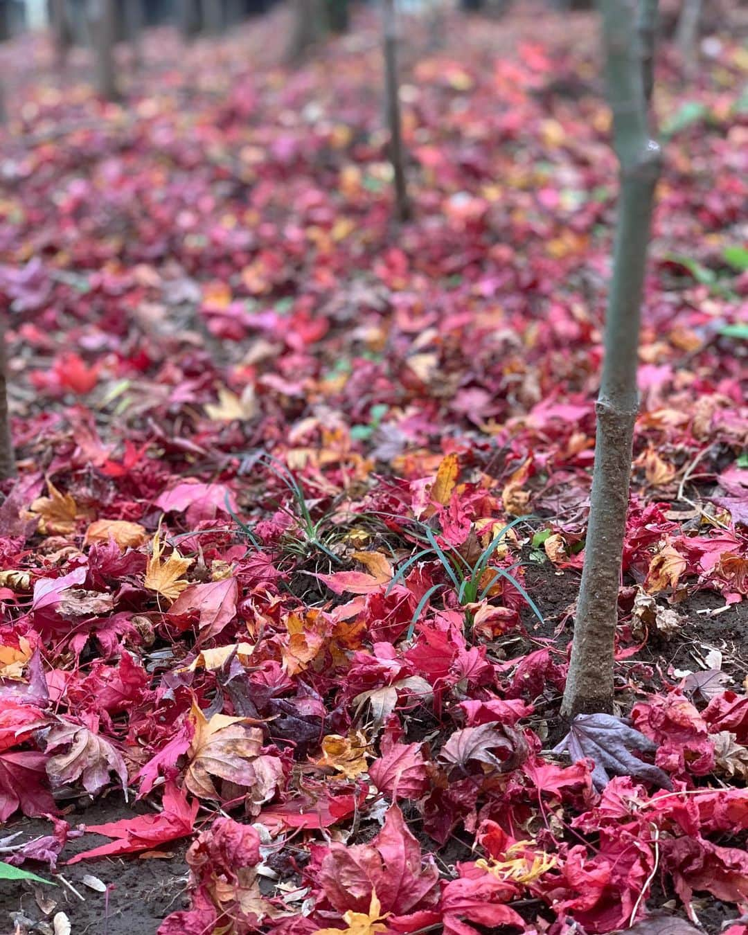 池辺愛さんのインスタグラム写真 - (池辺愛Instagram)「赤い絨毯。 空も地面も紅かった🍁 #日本の秋 #紅葉 #紅葉狩り #埼玉 #川口 #小林もみじ園 #絨毯 #2019秋 #今年もあと少し #師走」12月2日 21時04分 - aiikebe