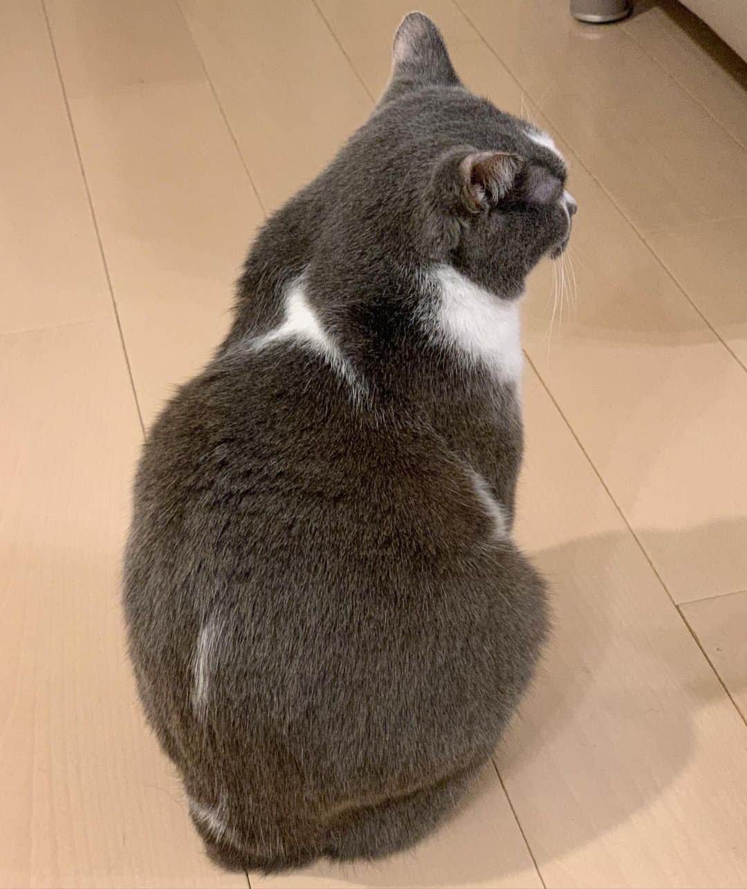 くまおのインスタグラム
