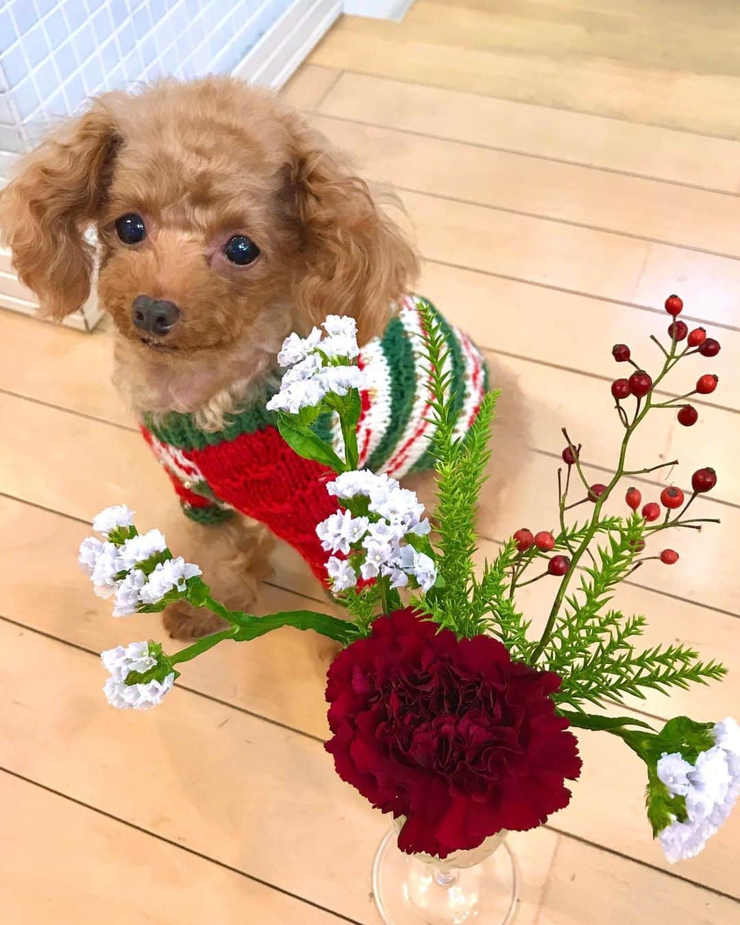 toshiyaotsuboさんのインスタグラム写真 - (toshiyaotsuboInstagram)「今回の @bloomeelife さんのお花は クリスマスカラーだったので、リロも クリスマスカラーのニットで🐶😉 前回のお花もまだまだ元気です😆👍 ＊ 1回500円〜でポストにお花の届くサービスです！ クーポン 「 totsu 」を使って頂くと、 初回無料になります！ よろしければ使って下さい🐶☺️ #bloomeelife  #プードル#トイプードル#ティーカッププードル#犬#poodle#teacuppoodle#toypoodle#dog#dogstagram#instadog#푸들#caniche#Pudel#貴婦狗#animalsco」12月2日 21時21分 - toshiyaotsubo