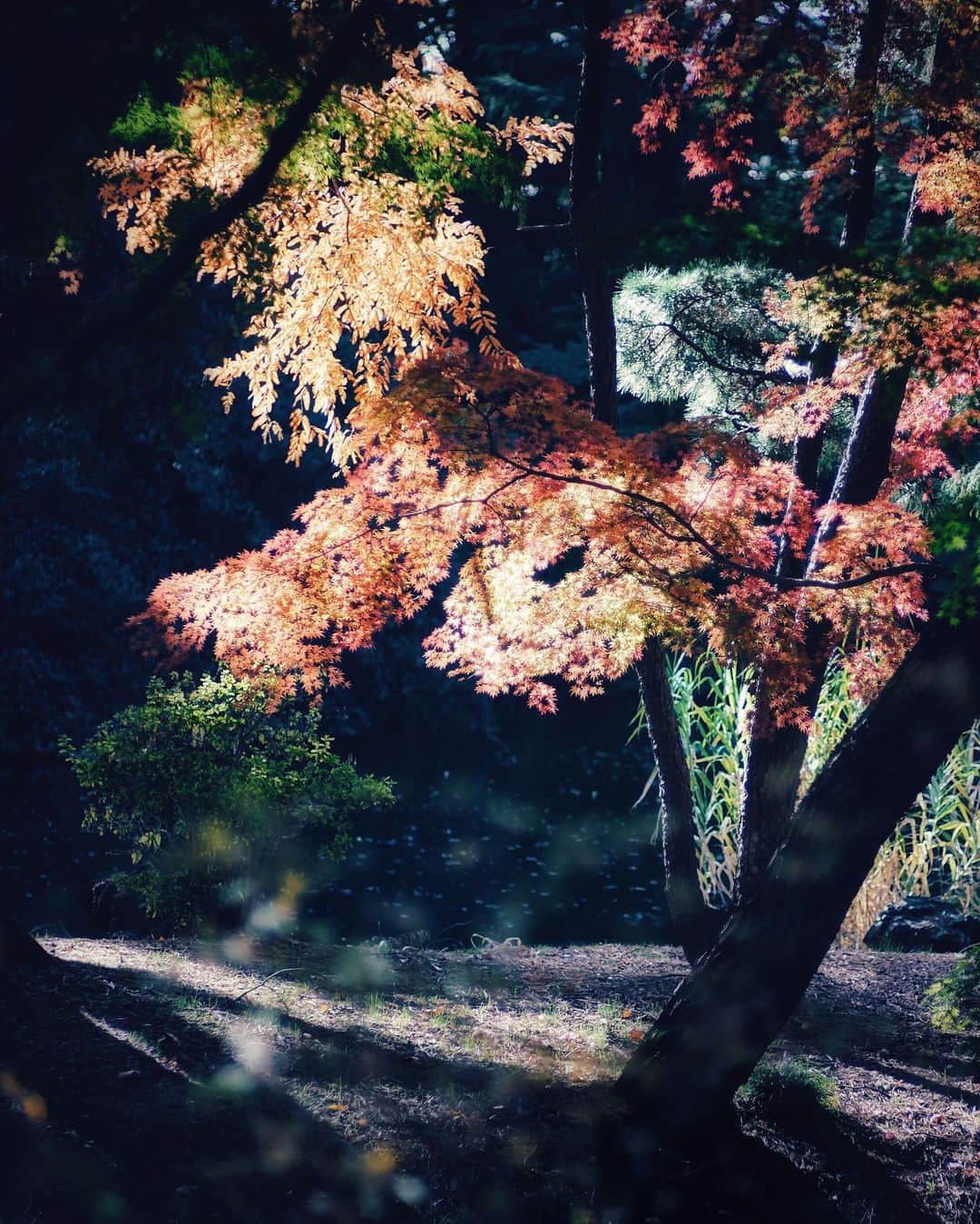 ima_ju / Jun Iのインスタグラム：「. . 🍁🍁🍁 . . ::」