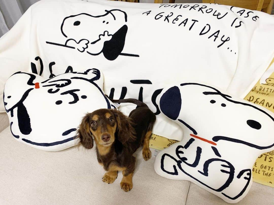 HARUNAのインスタグラム：「@uniqlo × @kaerusensei のコラボグッズ🐶 発売日シンガポールに行ってて買えないかもと諦めかけてたら、なんと @akane_bandmaid ちゃんが私の分もGETしてきてくれました🥺優しい本当に嬉しいSNOOPYかわいすぎる🥺」