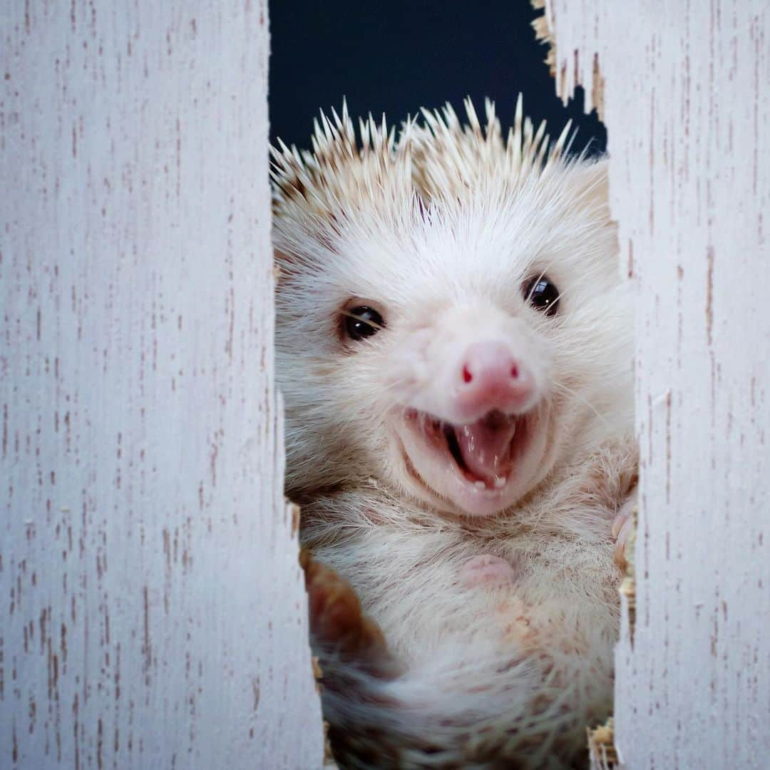 ダーシーさんのインスタグラム写真 - (ダーシーInstagram)「THE SHINING😱🚪⛏ ・ ・ ・ 久々の映画シリーズ🦔🎬 白板(本物はドアだけど)は別撮りです。 この為だけに板買ってきて白く塗った後に割りました🤣」12月2日 22時28分 - darcytheflyinghedgehog