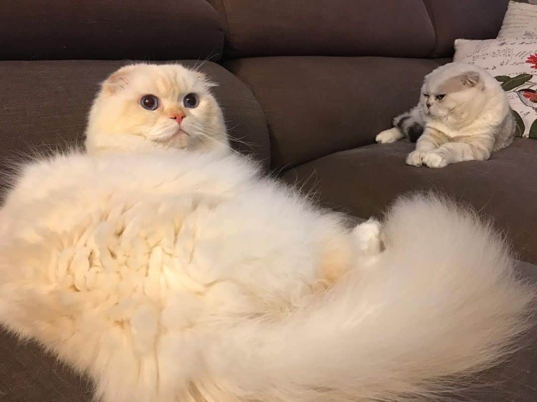 Haruのインスタグラム：「Who are you? You aren’t cute at all. Do you know that? #haruthecat #gentleharper #หล่อนเป็นใครยะ #มานั่งหน้าตาดีแถวนี้ #รำคาน #มันขนาดนั้นเลยอ่อฮารุ」