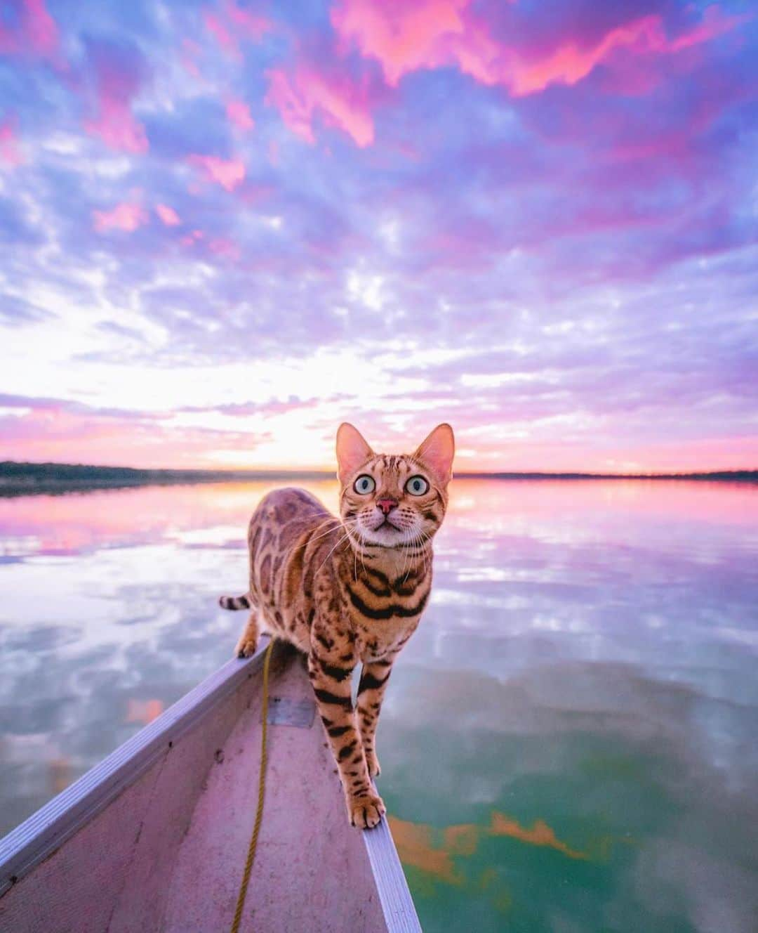 Canon Photographyさんのインスタグラム写真 - (Canon PhotographyInstagram)「Cotton candy skies with @sukiicat #sunset #cats #animals #adventuretime #cute」12月2日 22時52分 - cpcollectives