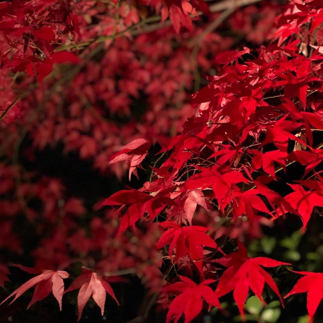 佐山愛さんのインスタグラム写真 - (佐山愛Instagram)「❤︎ ・ お久しぶりの更新。 ・ ・ この前みんなと京都へ行った時のお写真📷 ・ 紅葉シーズンの京都🍁 最高でした✨ ・ 初日の夜、 北野天満宮のもみじ苑に行ったんだけど、 もう着いた瞬間 「すごーーーーーーーい😍」 ってなったよ！ ・ 写真じゃ伝えられないくらい ビューティフォーで✨✨ ・ みんな各々ベストショットを求めて あちこちパシャパシャ📷笑 ・ iPhone11に変えとけば良かった〜 と思いながらも、 ポートレートで撮った最後のやつは かなりお気に入り😘 ・ ・ 他にもたくさん写真あるから またそのうち載せまーす♡」12月2日 23時02分 - ai_sayama0108