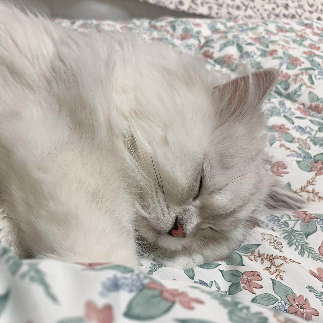 후추네큰언니さんのインスタグラム写真 - (후추네큰언니Instagram)「굿밤 😪」12月2日 23時03分 - hoochu_the_cat