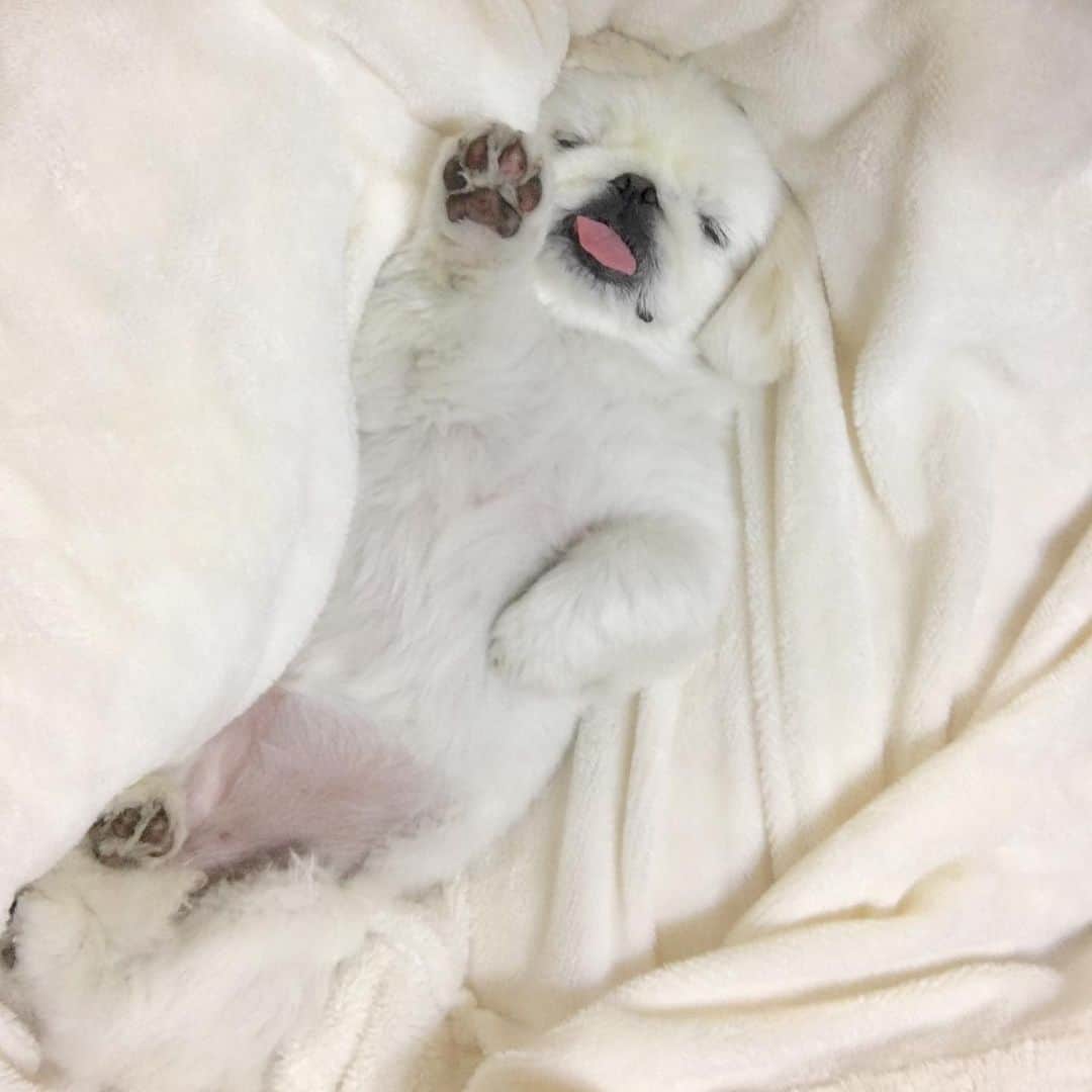 こなつのインスタグラム：「おやすみにーず🐶💕🐶💕🐶💕」