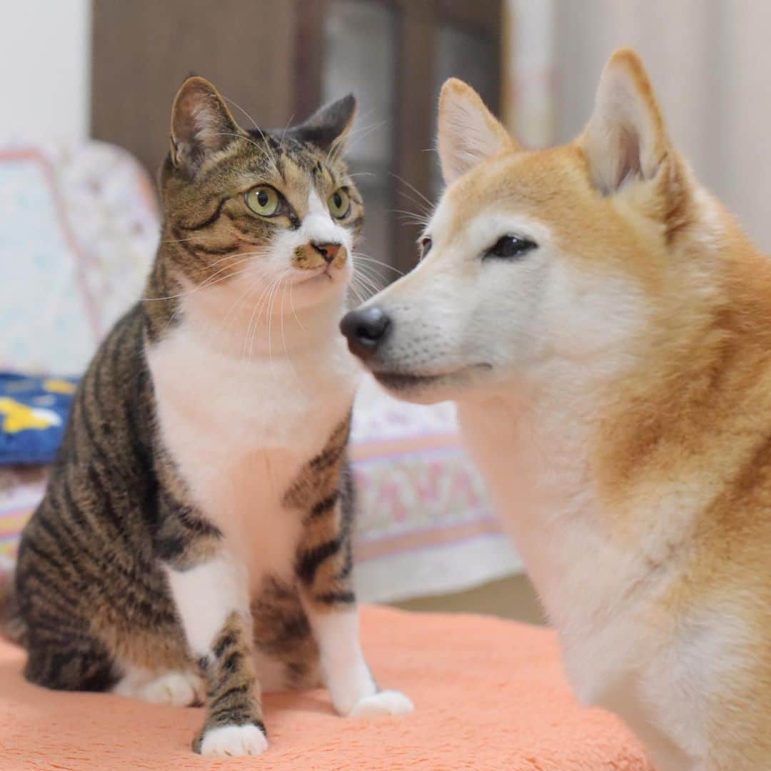 meekooのインスタグラム