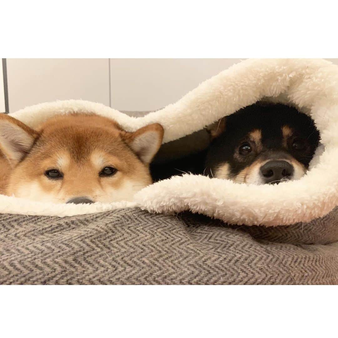 ?Fricko the Shiba Inu?のインスタグラム：「Henlo hoomans😊😊 🐾 🐾 🐾 #FrickoandKeaton #🐶 #☀️ #shiba #shibainu #dog #柴犬 #赤柴 #黒柴  #adorable #shibalovers #shibaholics  #dogoftheday  #weeklyfluff #aww #dogstagram  #dogscorner #puppiesofinstagram #shibapuppy」