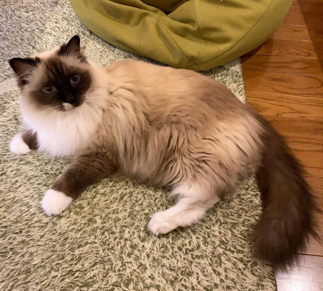 takegaeruのインスタグラム：「そこはバリバリしちゃダメよん🙅‍♂️ #cat #猫 #ragdoll #ラグドール #ホワイトポッチーズ」