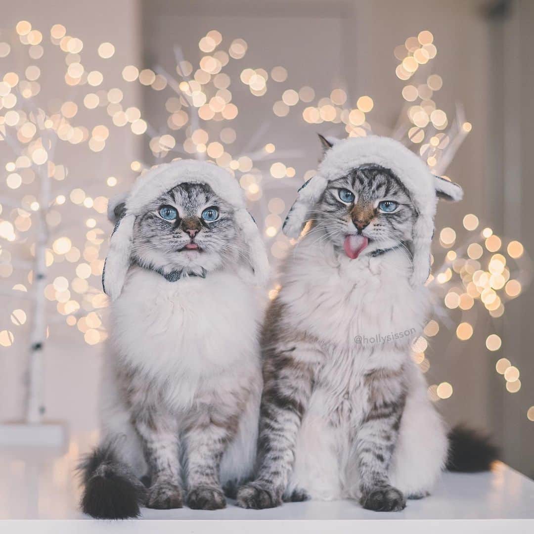 のインスタグラム：「When the weather outside is frightful! 😹❄️ #cat #Toronto #SiberianCat #bokeh (See more of Alice, Finnegan, and Oliver, on @pitterpatterfurryfeet) ~ Canon 1D X MkII + 50 f1.4 @ f2 See my bio for full camera equipment information plus info on how I process my images. 😊 ~ @bestmeow #bestmeow」