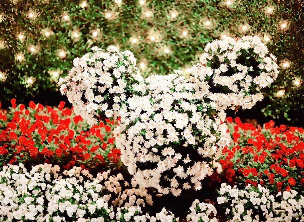 木南清香さんのインスタグラム写真 - (木南清香Instagram)「🎄🎈✨ ・ ・ 12月、始まりましたね🎄 この季節は寒いけど、、、 イルミネーションが綺麗で 心が躍ります💓 ・ #ディズニーランド で買ったクッションが ソファの色合いにピッタリで可愛すぎる🙈💕 #🎄 #12月 #tokyodisneyland」12月2日 23時53分 - kinami_sayaka
