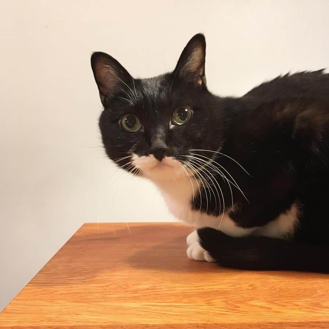 ミツバ&フックのインスタグラム：「この位置、可愛く撮れるね #ilovecat」