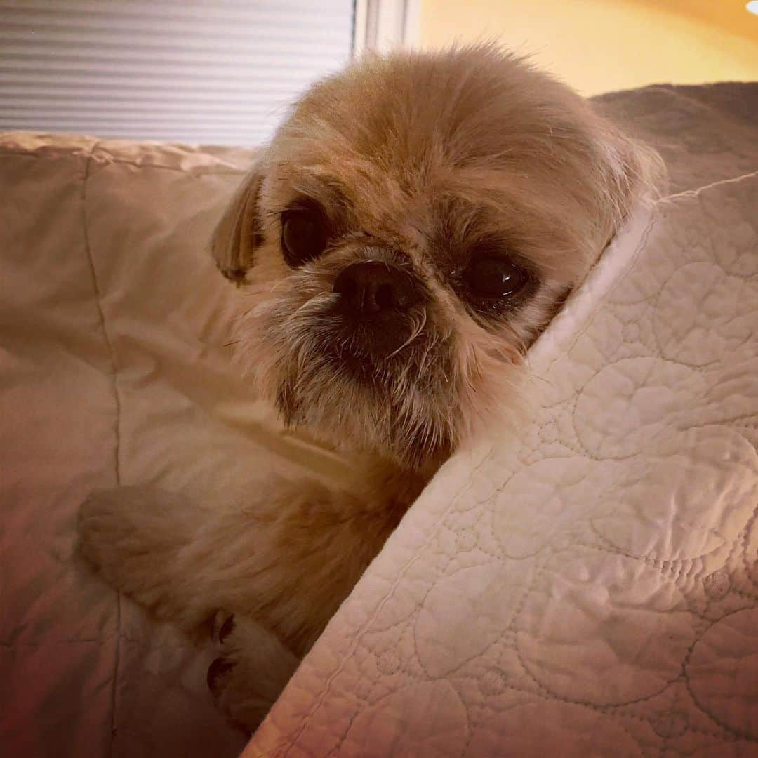 Dougie the Shih Tzuさんのインスタグラム写真 - (Dougie the Shih TzuInstagram)「Slow going morning.」12月3日 0時27分 - dailydougie