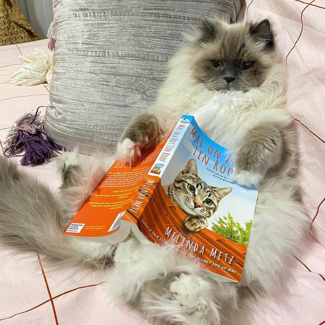 Tinaのインスタグラム：「A good day to curl up with #MacOnAHotTinRoof. 📖😻Thank you @kensingtonbooks for the book and fun package! ❤️」