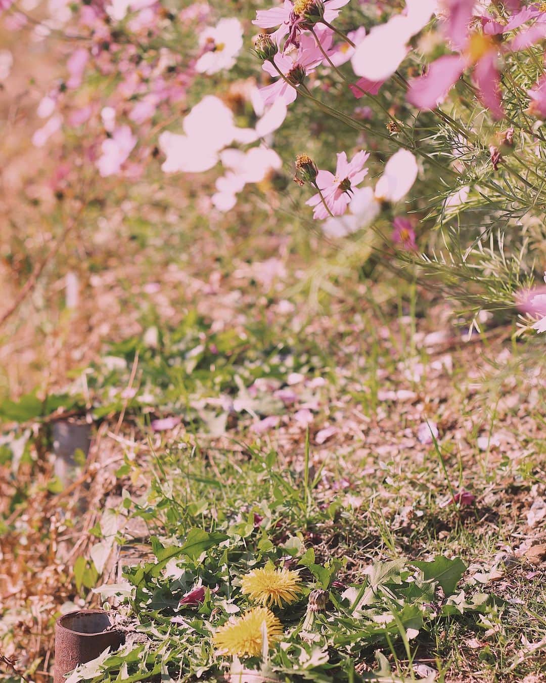 yukaさんのインスタグラム写真 - (yukaInstagram)「年々、季節が分からなくなってきた𓂃 𓈒𓏸❁﻿ ・ ・ たんぽぽと秋桜のコラボ。 初めて見つけたし。 ・ #ザ花部 #team_jp_flower  #はなまっぷ #秋桜 #たんぽぽ #Cosmos #Dandelion #igersjp  #instagramjapan」12月3日 9時54分 - yuka_ff