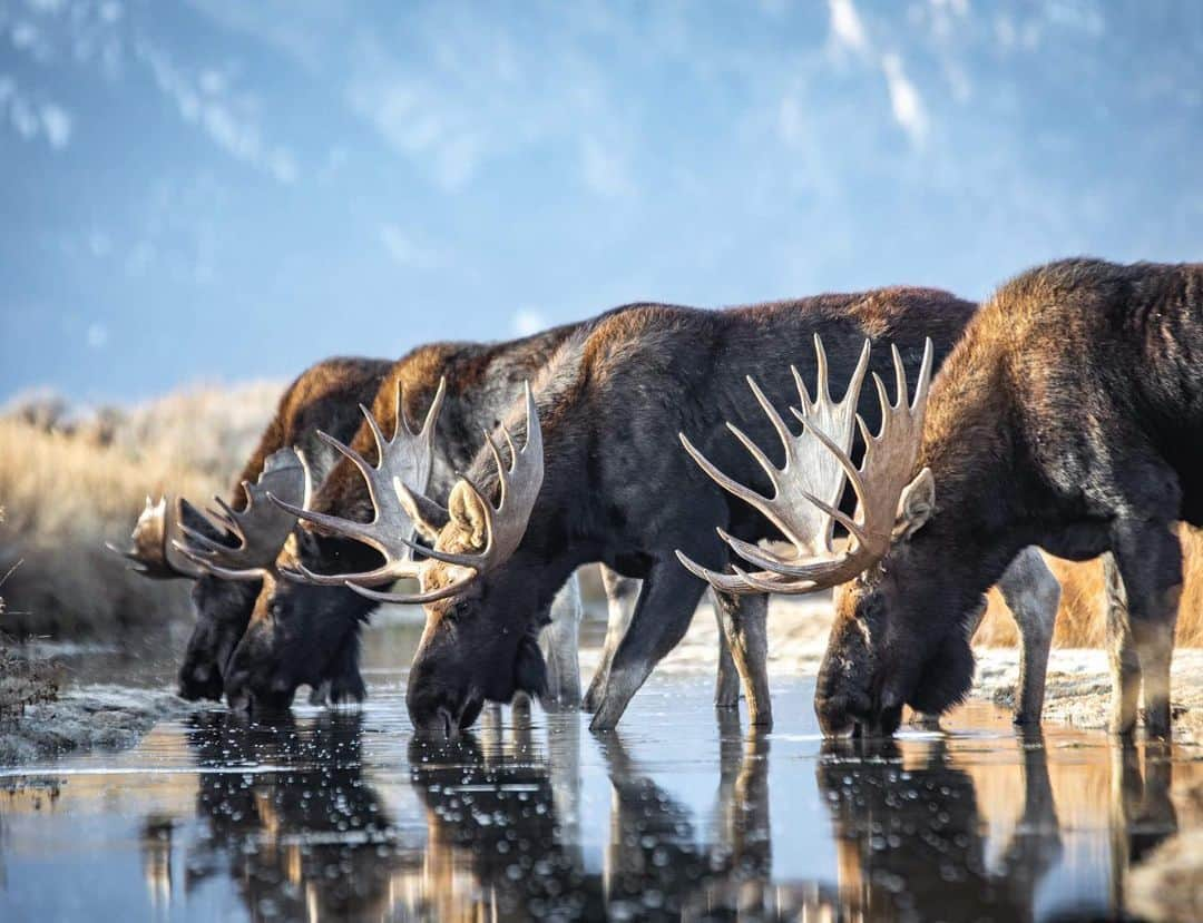 アメリカ内務省さんのインスタグラム写真 - (アメリカ内務省Instagram)「Just wow! This rare shot of four bull moose drinking together evokes the feeling that you’re seeing double. But make no moosetake, the photo is legit and was captured recently at Grand Teton National Park in #Wyoming. #Moose are the largest members of the deer family and the tallest mammals in North America, standing ~6ft tall at the shoulder, not even including their massive antlers. These fellas will likely shed their antlers soon- typically they do so in late November or December. Shedding their antlers helps conserve energy and makes winter survival a bit easier. Photo of four bulls drinking by Peter Mangolds (@grizzlymanchild). #usinterior #nationalpark #findyourpark」12月3日 10時06分 - usinterior