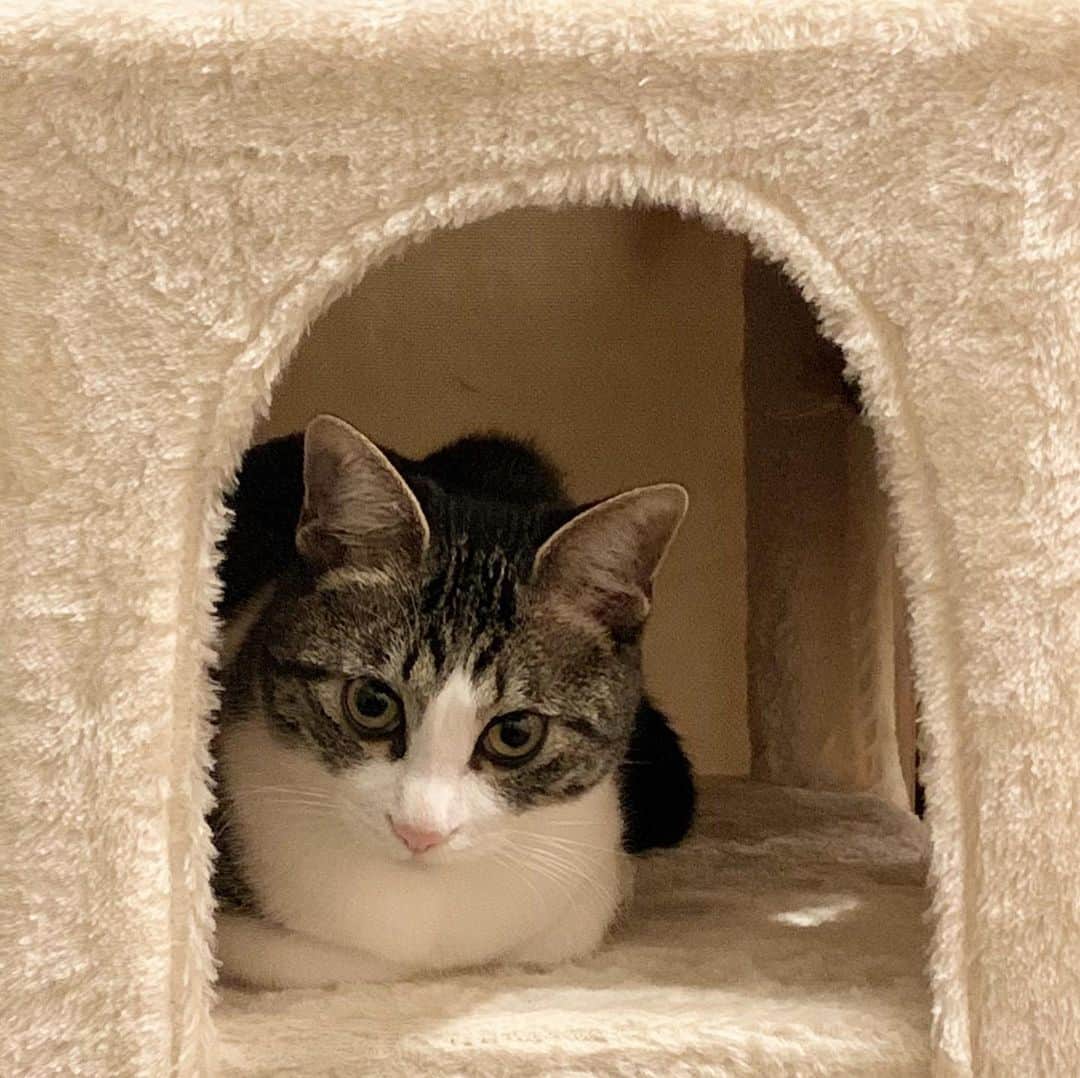 のインスタグラム：「OFF MODE  #サスケ #猫 #ネコ #ねこ #ニャンスタグラム #ねこすたぐらむ #保護猫 #保護猫と暮らす #ねこ部 #ねこさん #cat #catstaglam #cute #mylovelycat #instacat #picneco #kater #고양이」
