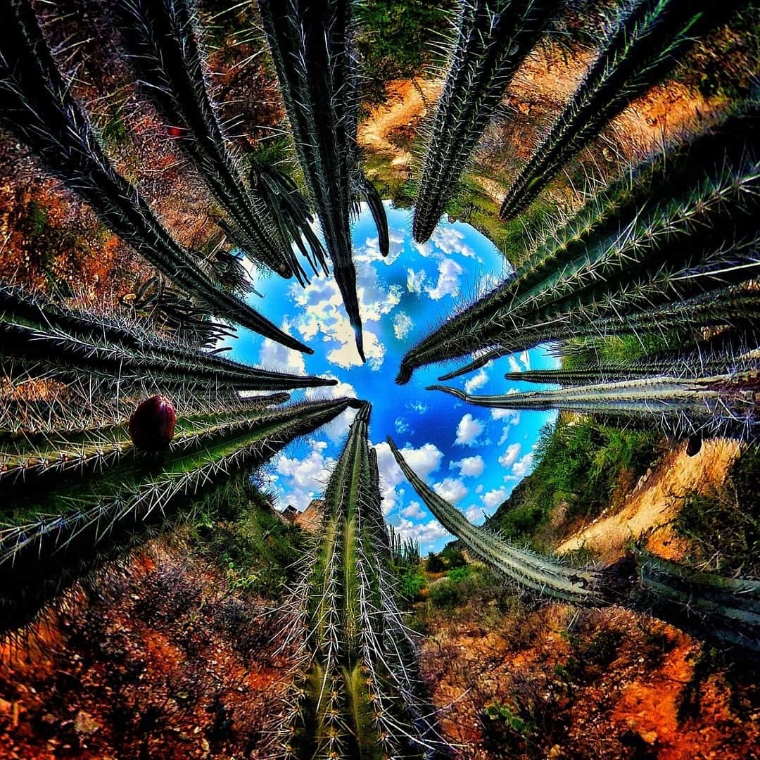 Official RICOH THETAさんのインスタグラム写真 - (Official RICOH THETAInstagram)「Happy Monday everyone! Hope your week is as amazing as this inverted tiny planet🌵🤩 📸: @seeg.in.360」12月3日 10時40分 - theta360official
