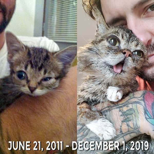 Lil BUBさんのインスタグラム写真 - (Lil BUBInstagram)「This is my first photo with BUB next our last photo together.  On the morning of Sunday, December 1st 2019 we lost the purest, kindest and most magical living force on our planet. BUB was cheerful and full of love laying in our bed with us Saturday night, but unexpectedly passed away peacefully in her sleep.. I have always been fully transparent about BUB's health, and it was no secret that she was battling a persistent and aggressive bone infection. Even knowing this, we weren't expecting her to pass so soon or so abruptly without warning. I truly believe that she willingly made the decision to leave her failing body so that our family would not have to make that difficult decision ourselves.  It is impossible to put into words the profound effect that BUB has had on my life, on the lives of thousands of homeless pets, and on the lives of those of you that have cared for her as if she were your own family. She taught me everything that I know about unconditional love, she brought my wife Stacy and I together, she's the reason we have our beautiful children Rosco and Lula, and she has been a constant source of warmth and love in our lives for the past 8 years. To say that our family is devastated would be an understatement.  But most importantly, BUB has made a huge difference in the world of animal welfare, and in the lives of millions of people worldwide. She has literally saved thousands of lives (both pets and humans), she started the first national fund for special needs pets, she was the subject of groundbreaking genetic and biological research, she's helped raise over $700,000 for animals in need, and has spread a message of determination, positivity, and perseverance to people all over the world. And even though my heart is absolutely crushed by her graceful departure from planet Earth, I know that her sprit, magic, and overwhelming energy are still with us, reminding us every day to be better.  Dearest BUB, I will never forget your generosity, your limitless supply of love, or your uncanny ability to bring so much magic and joy to the world. I am forever honored and humbled that you chose me as your caretaker. Please visit all of us in our dreams o」12月3日 2時25分 - iamlilbub