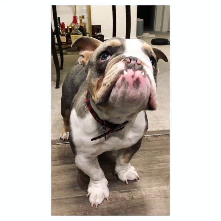 Bodhi & Butters & Bubbahのインスタグラム：「When they tell you the only #vegan option is #salad 🙄🙄🙄 . . . . . #bulldog #healthy #food #cute #baby #puppy #love #bestoftheday #dogsofinstagram #livingmybestlife」