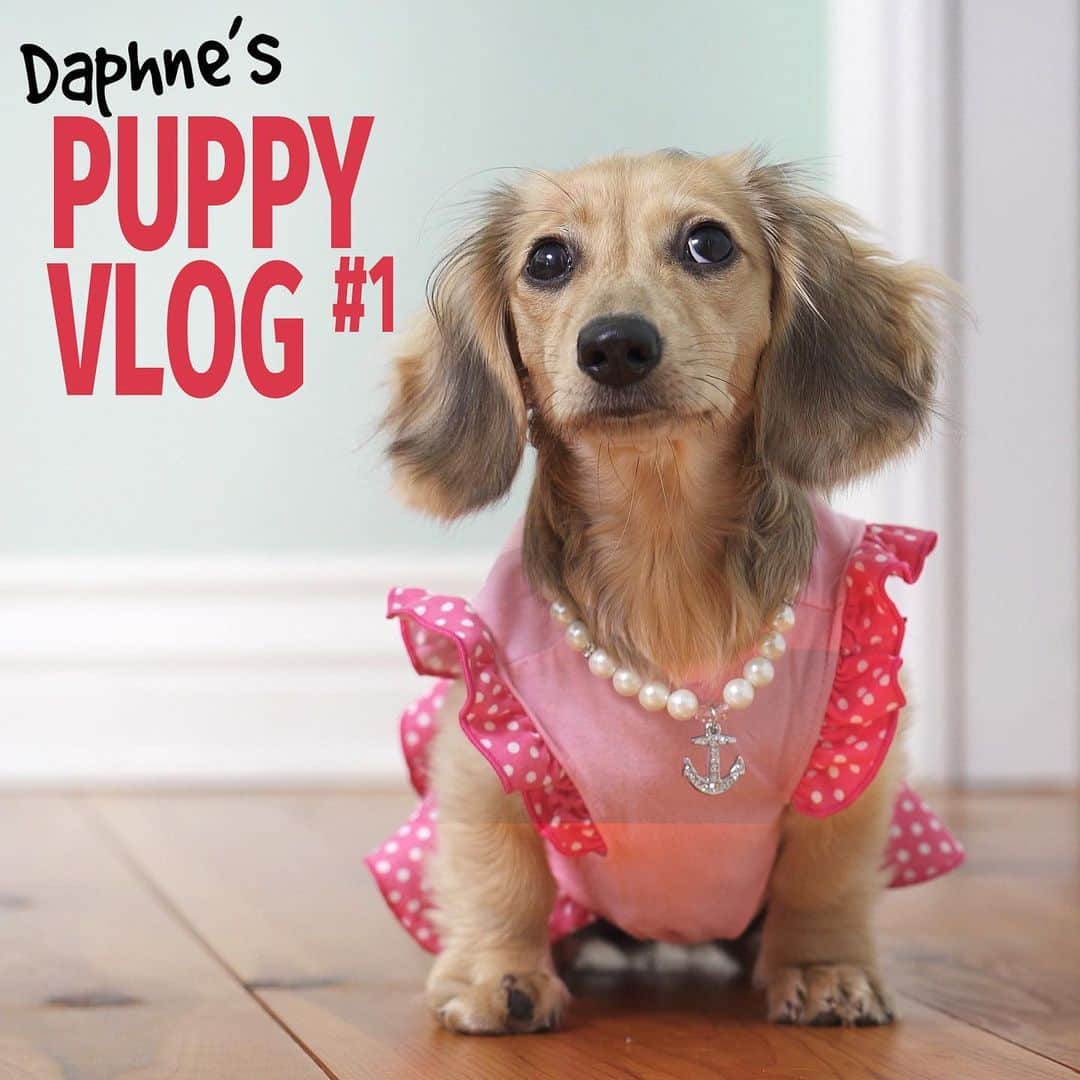 Crusoe the Celebrity Dachshundさんのインスタグラム写真 - (Crusoe the Celebrity DachshundInstagram)「"Presenting.. Daphne's official debut, with her very own VOICE for the first time! Go watch via link in profile now!!!” 😁👍 ~ Crusoe」12月3日 2時27分 - crusoe_dachshund