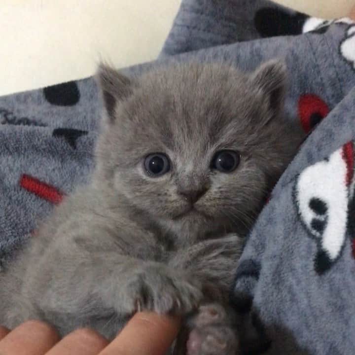 minik_catsのインスタグラム：「Bir miniiicik tavşancık var mış ❤️❤️😍😍 #britishshorthair #cat #cats #scottishfold #scottishstraight #scottishfolds #katze #kitten #kittensofinstagram #kitty #kittenlovers #love #tiny #baby #babygirl #honey #istanbul」