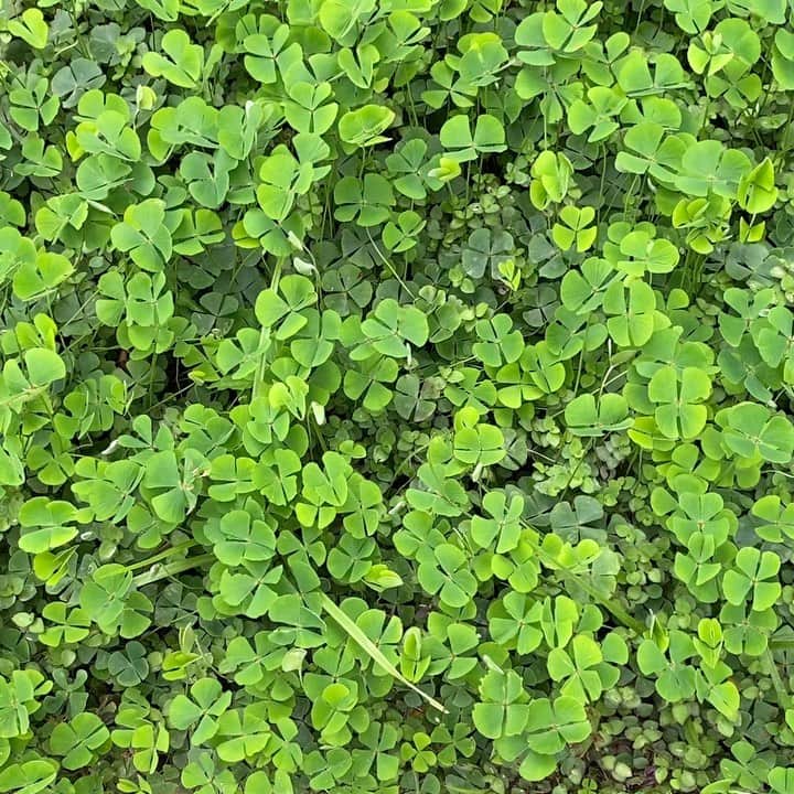 Giovanna Antonelliのインスタグラム：「O que eu desejo pra você nessa semana!!!!!! SORTE 🍀 muita sorte!!!!! 💚」