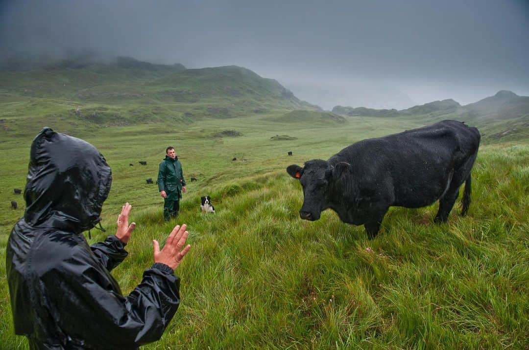 National Geographic Creativeさんのインスタグラム写真 - (National Geographic CreativeInstagram)「Photo by @jimrichardsonng | A Welsh Black cow is reintroduced to Snowdonia National Park in Wales to help control invasive plant species. #Cow #Wales #Landscape」12月3日 2時54分 - natgeointhefield