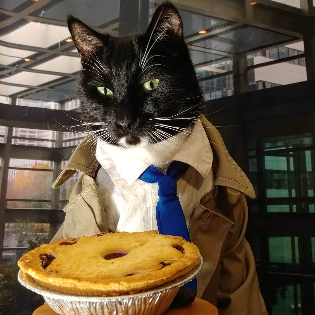 猫コスプレさんのインスタグラム写真 - (猫コスプレInstagram)「You can get sick of Thanksgiving dinner Leftovers after a few days... but Thanksgiving Desserts are always immune.」12月3日 3時32分 - cat_cosplay