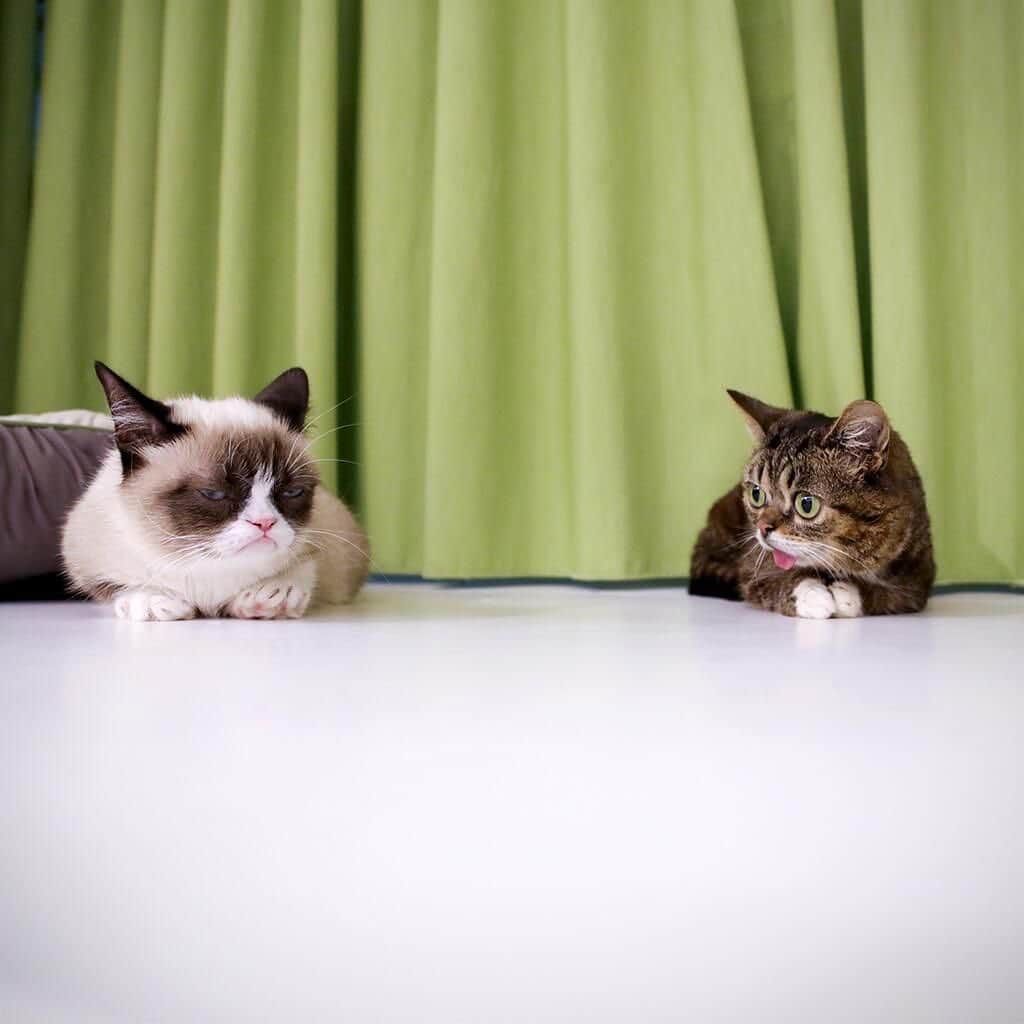 Grumpy Catさんのインスタグラム写真 - (Grumpy CatInstagram)「Friends forever」12月3日 4時01分 - realgrumpycat