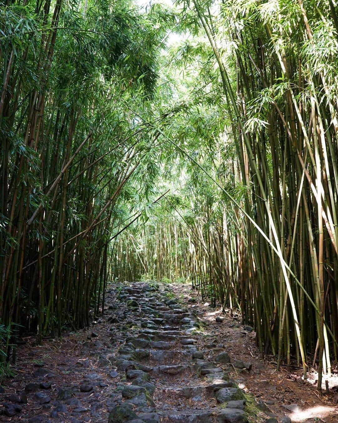 ハワイアン航空さんのインスタグラム写真 - (ハワイアン航空Instagram)「Here's your path to paradise 🎋 ⠀⠀⠀⠀⠀⠀⠀⠀⠀ . . . #ExploreHawaii #GlimpseofHawaii #NakedHawaii #HawaiiUnchained #AlohaOutdoors #AdventureAwaits #VisitMaui #HawaiiNei」12月3日 4時19分 - hawaiianairlines