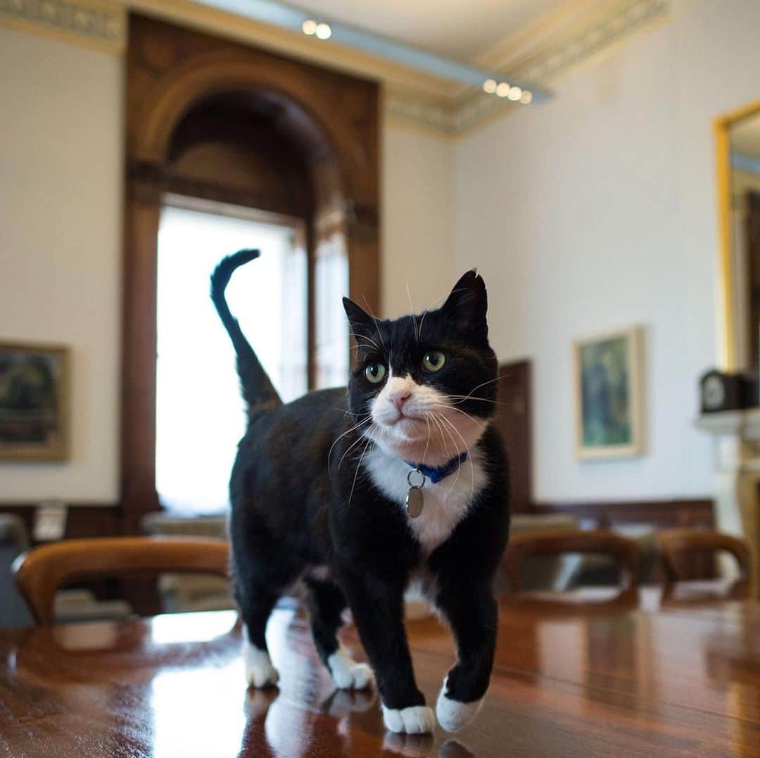 NBC Newsさんのインスタグラム写真 - (NBC NewsInstagram)「Palmerston, the UK Foreign Office’s “chief mouser,” has returned to his duties after taking time off for stress earlier this year. Full story at the link in our bio. . 📷 Stefan Rousseau / PA via @apnews」12月3日 4時58分 - nbcnews
