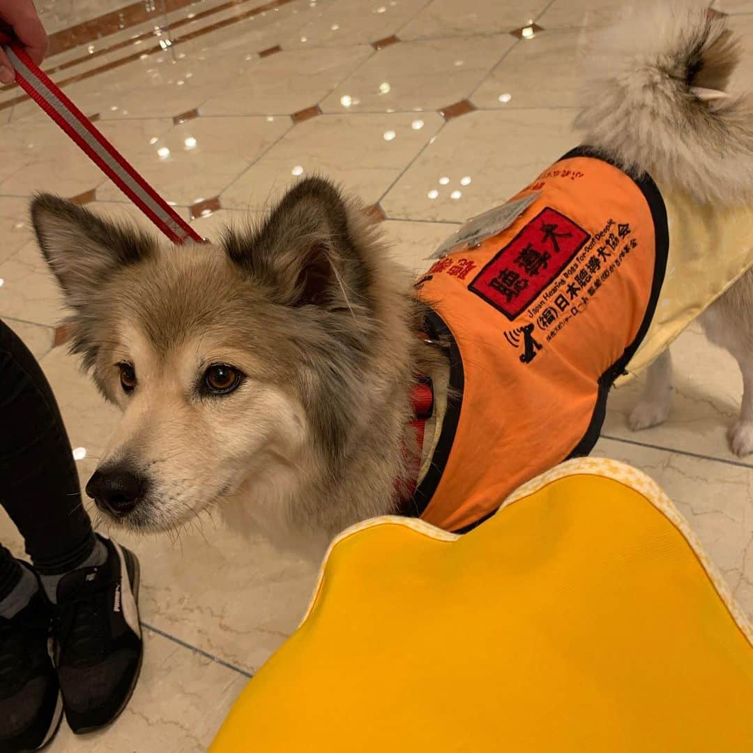 橋本志穂さんのインスタグラム写真 - (橋本志穂Instagram)「待ち合わせのホテルロビーに ワンコちゃんが歩いてくる‼️ 介助犬と聴導犬のチョッキを羽織って、、、 可愛い〜  写真撮ってもいいですか？とお願いしたら、 一緒に撮りますか？と シャッター押してくれました❣️ コーギーに似てるこの子 保護犬だったそうです。 命拾いして、人間の為にお仕事してくれてるのですね。」12月3日 5時00分 - shihohashimoto3