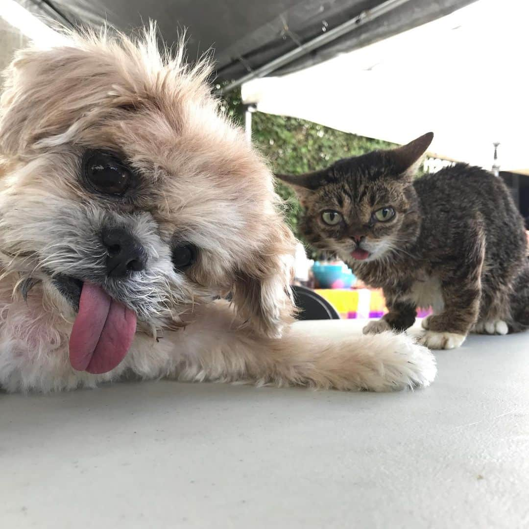 Marnie The Dogさんのインスタグラム写真 - (Marnie The DogInstagram)「Just heard about the passing of our sweet pal @iamlilbub . Never has one cat (and dude) done so much to make the world a better place. Bub really went above and beyond in showing just how special special needs animals can be, and helping shelter pets of all stripes get adopted.  Also lil bub was just really really cute and nice, not just in pics but in real life too. Marnie and I will miss you dearly.」12月3日 5時13分 - marniethedog