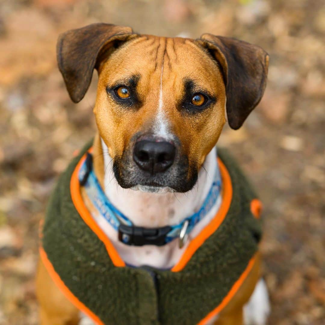 The Dogistさんのインスタグラム写真 - (The DogistInstagram)「Chuck, Beagle/Pit Bull mix, Rolling Hill Park, Gladwyne, PA • “He was a stray and he loves bully sticks.”」12月3日 5時26分 - thedogist