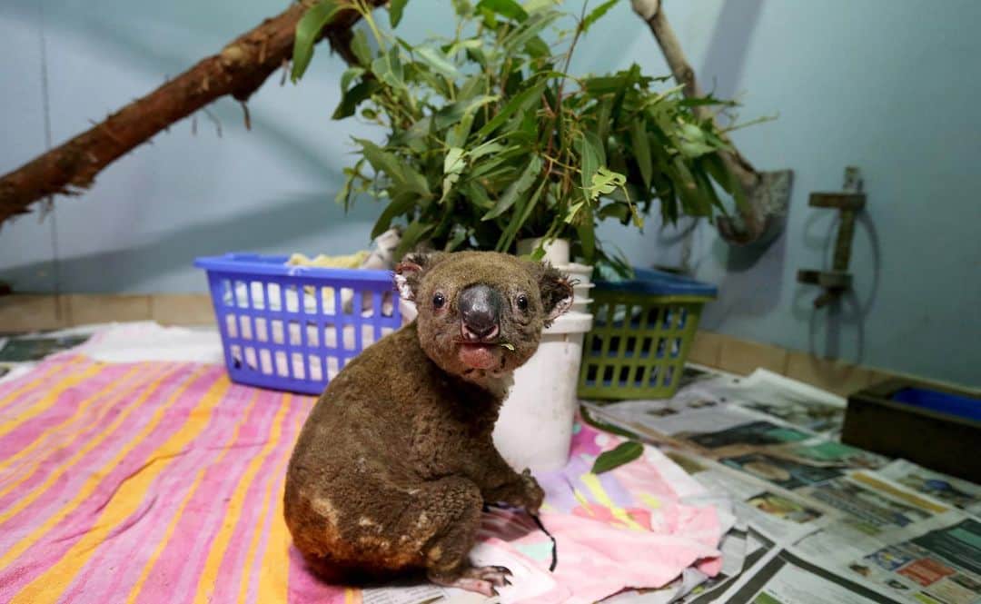 NBC Newsさんのインスタグラム写真 - (NBC NewsInstagram)「Volunteers at the Port Macquarie Koala Hospital tend to koalas injured in the devastating bushfires across Australia. . 📷 Nathan Edwards / @gettyimages」12月3日 5時52分 - nbcnews