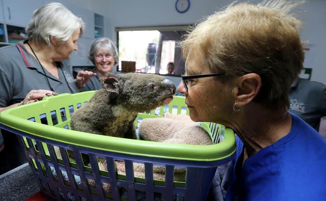 NBC Newsさんのインスタグラム写真 - (NBC NewsInstagram)「Volunteers at the Port Macquarie Koala Hospital tend to koalas injured in the devastating bushfires across Australia. . 📷 Nathan Edwards / @gettyimages」12月3日 5時52分 - nbcnews