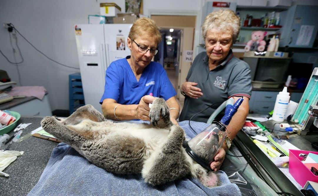 NBC Newsさんのインスタグラム写真 - (NBC NewsInstagram)「Volunteers at the Port Macquarie Koala Hospital tend to koalas injured in the devastating bushfires across Australia. . 📷 Nathan Edwards / @gettyimages」12月3日 5時52分 - nbcnews