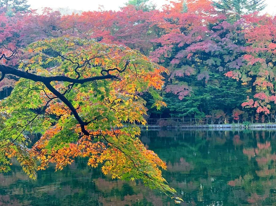 小澤陽子さんのインスタグラム写真 - (小澤陽子Instagram)「🍁 𝙽𝚘𝚟𝚎𝚖𝚋𝚎𝚛... . . 気付けば、令和元年最後の月: 12月に突入していました😳 師走ですね！早い。。 . . 気温差が激しかったりしますので、みなさんも体調には気を付けてください…💐 . .  #令和元年 #November #11月 #December #12月 #友人の結婚式の際に見つけた紅葉 #軽井沢 #シェアはぴ🌻」12月3日 11時33分 - yoko.ozawa729