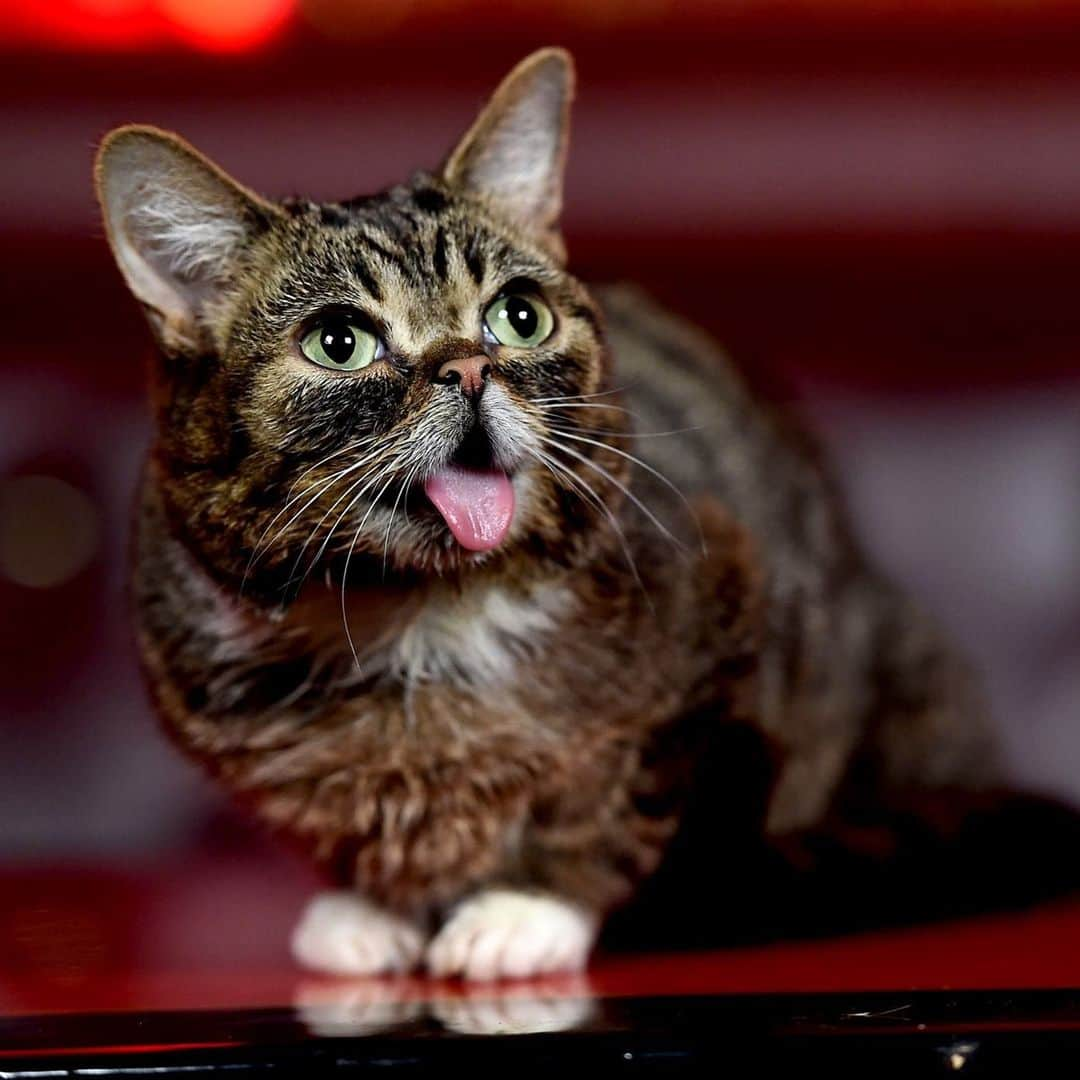 NBC Newsさんのインスタグラム写真 - (NBC NewsInstagram)「Famed internet cat #LilBub died suddenly on Sunday at age 8. Full story at the link in our bio. . 📷 Amanda Edwards / WireImage」12月3日 6時16分 - nbcnews