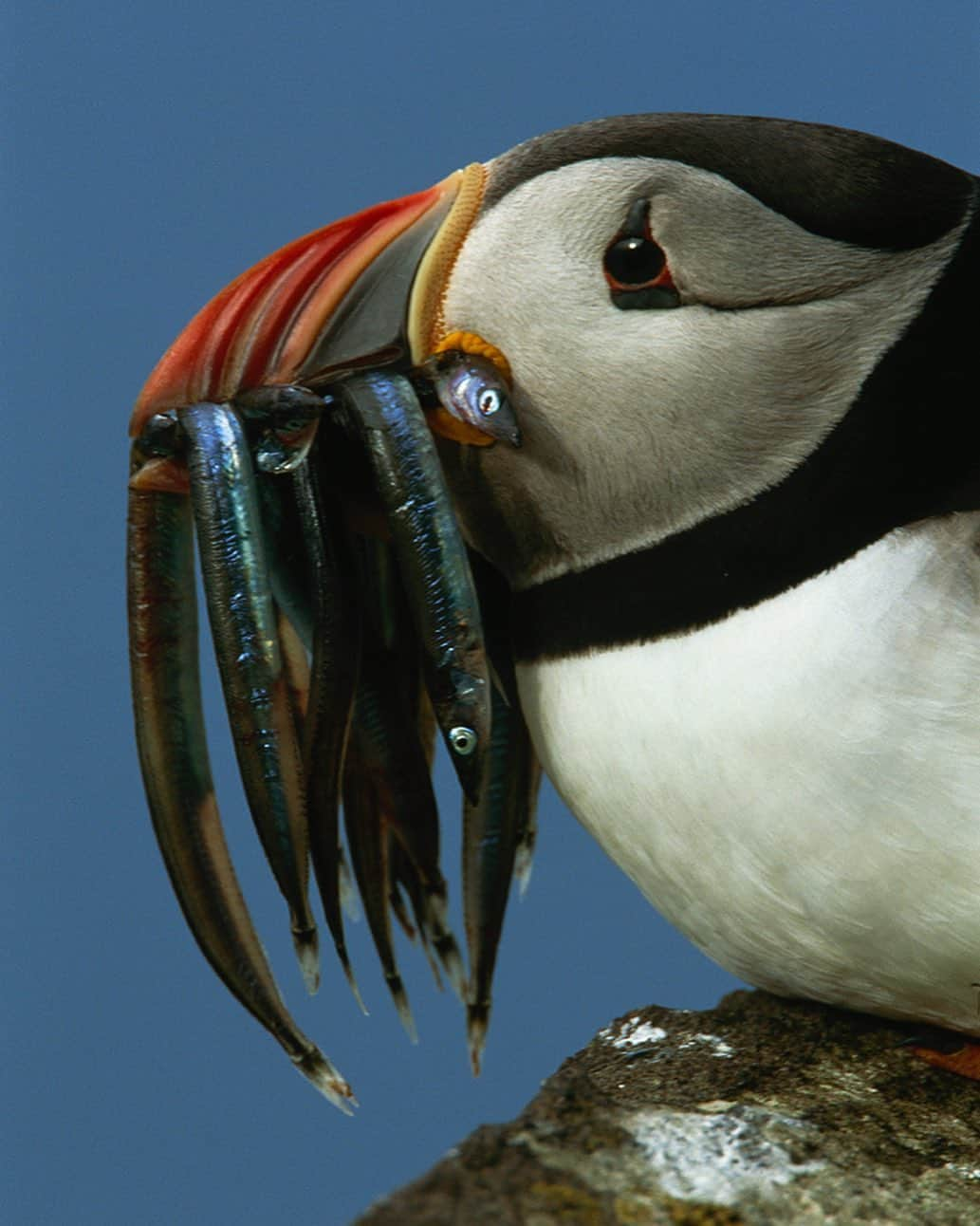 National Geographic Creativeさんのインスタグラム写真 - (National Geographic CreativeInstagram)「Photo by @franslanting | A puffin returns with a beak full of sand lances for its chick in Scotland. #Puffin #Wildlife #Scotland」12月3日 6時19分 - natgeointhefield