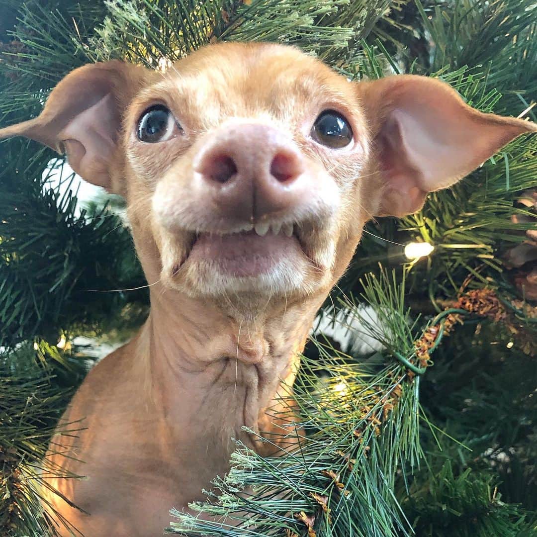 Tuna {breed:chiweenie} さんのインスタグラム写真 - (Tuna {breed:chiweenie} Instagram)「You might have noticed that Tuna is sitting inside our faux Christmas tree, but all I notice is his magnificent #shrivelneck.  Anyone else with me? 🙋‍♀️ #glorious」12月3日 6時23分 - tunameltsmyheart